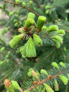 Sitka spruce tips