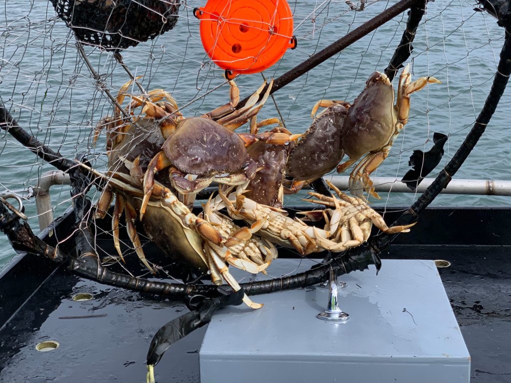 crabpots dungeness crabbing