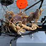 crabpots dungeness crabbing