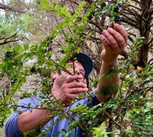 foraging huckleberries daveperkoskiftstephens