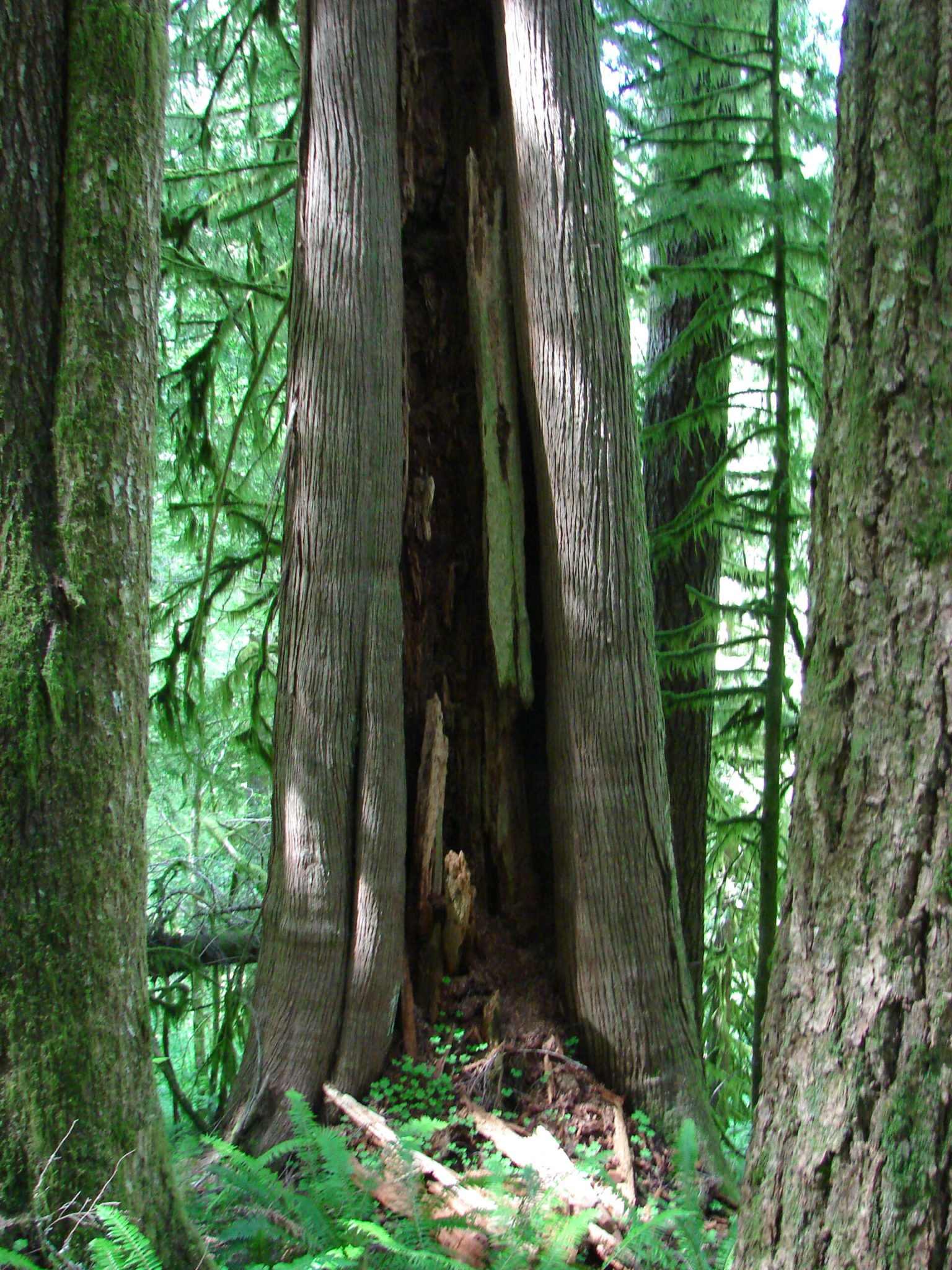 Cedar hollow scaled 5ediNq.tmp