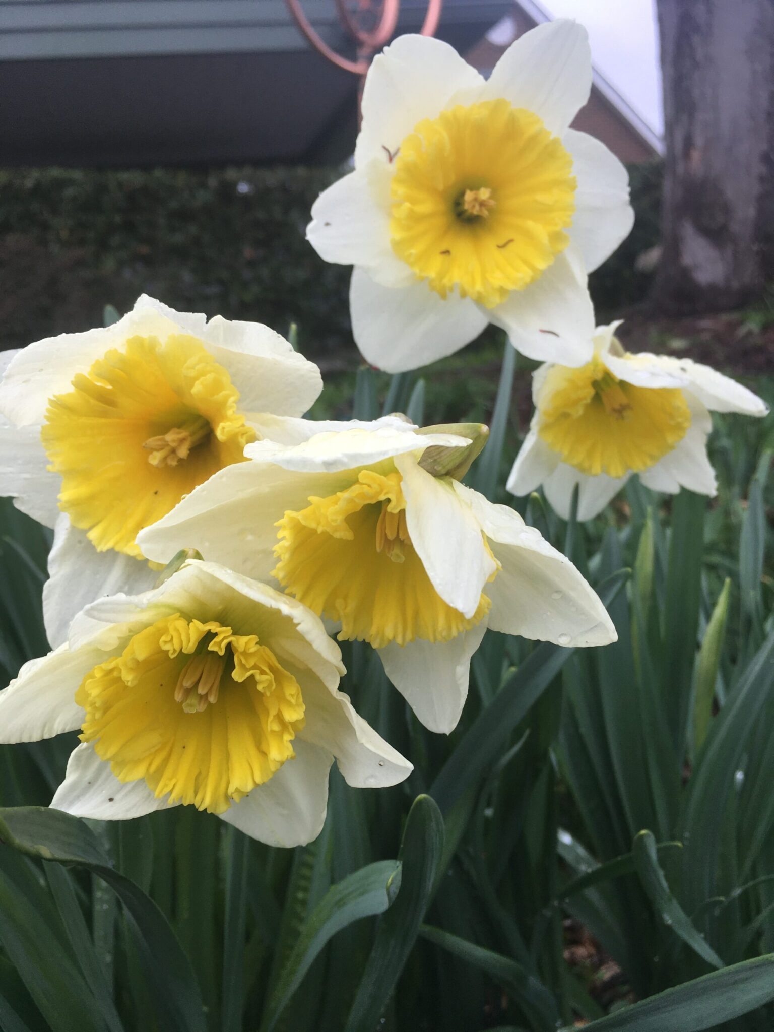 daffodil scaled t5UmHi.tmp