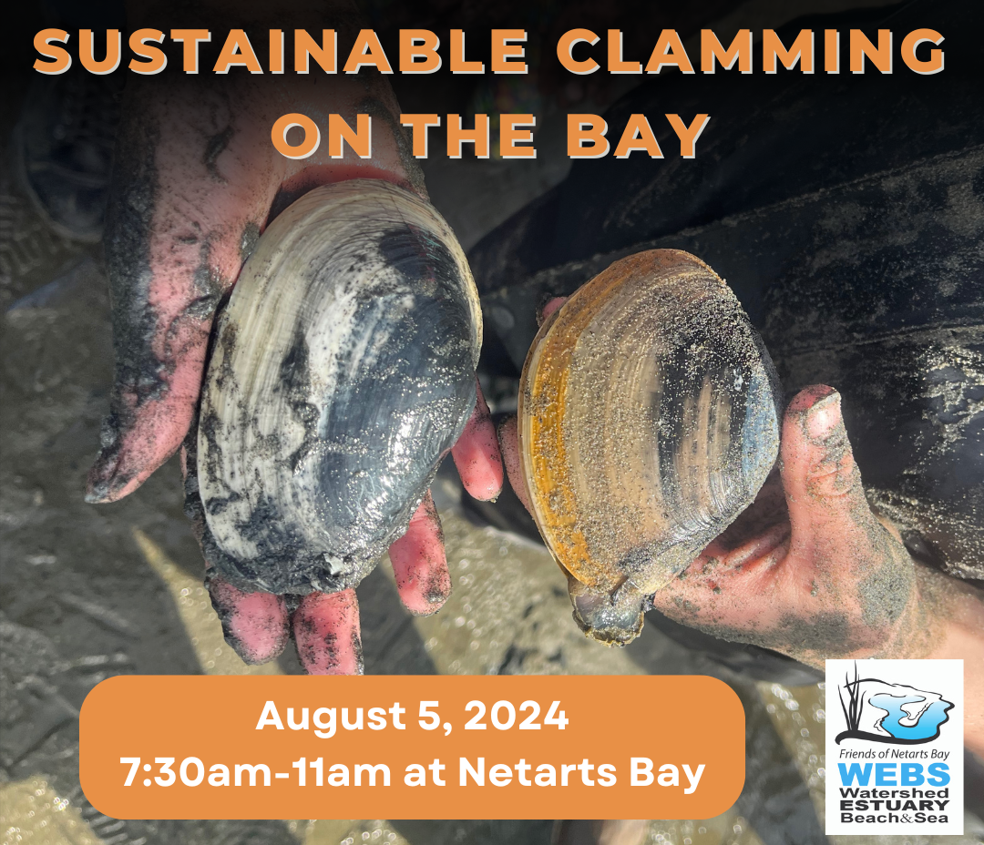 Sustainable Clamming Aug 5th 2024 1 GmJp1q.tmp