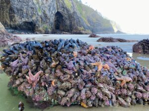 ocean beach rocky sea stars mussels