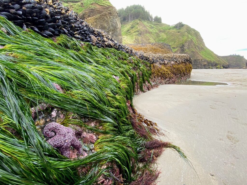 ocean beach sea star grass