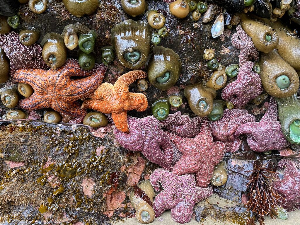 tidepool sea creatures