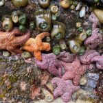 tidepool sea creatures