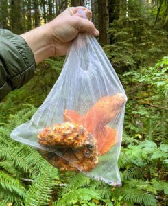 forest ferns mushrooms foraging