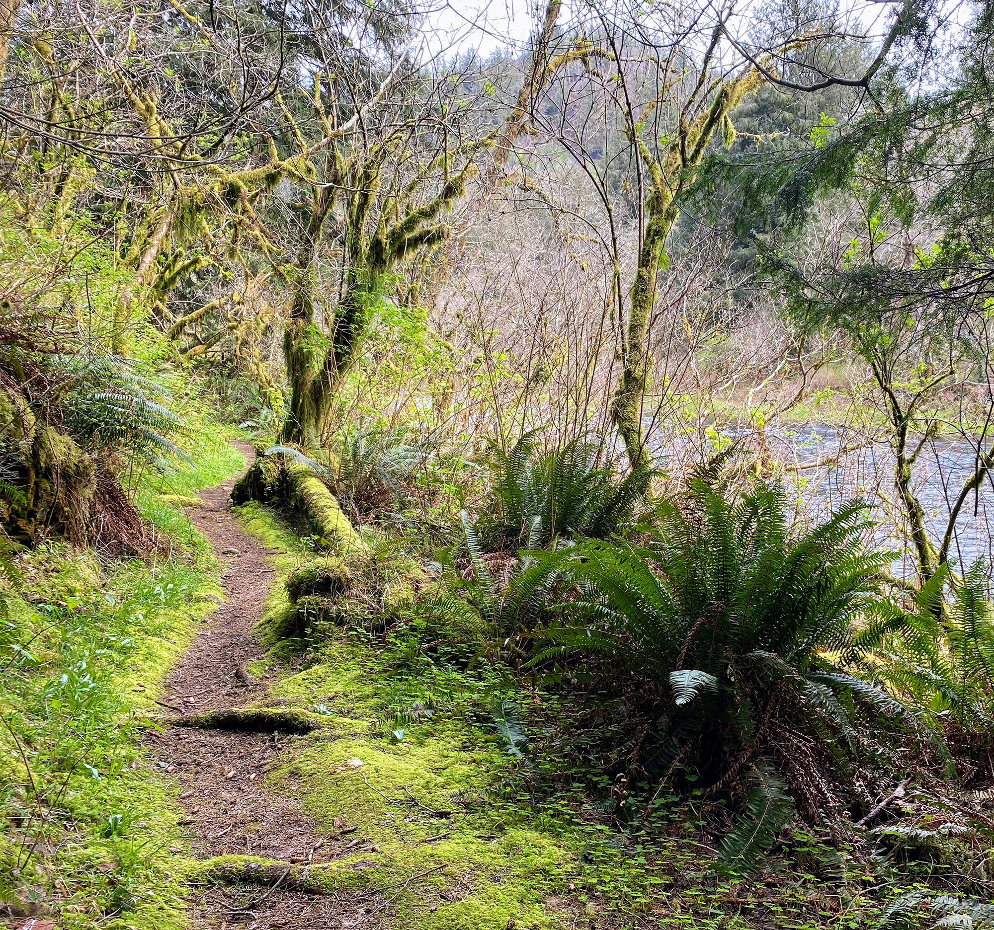 forest hiking path ferns waterway