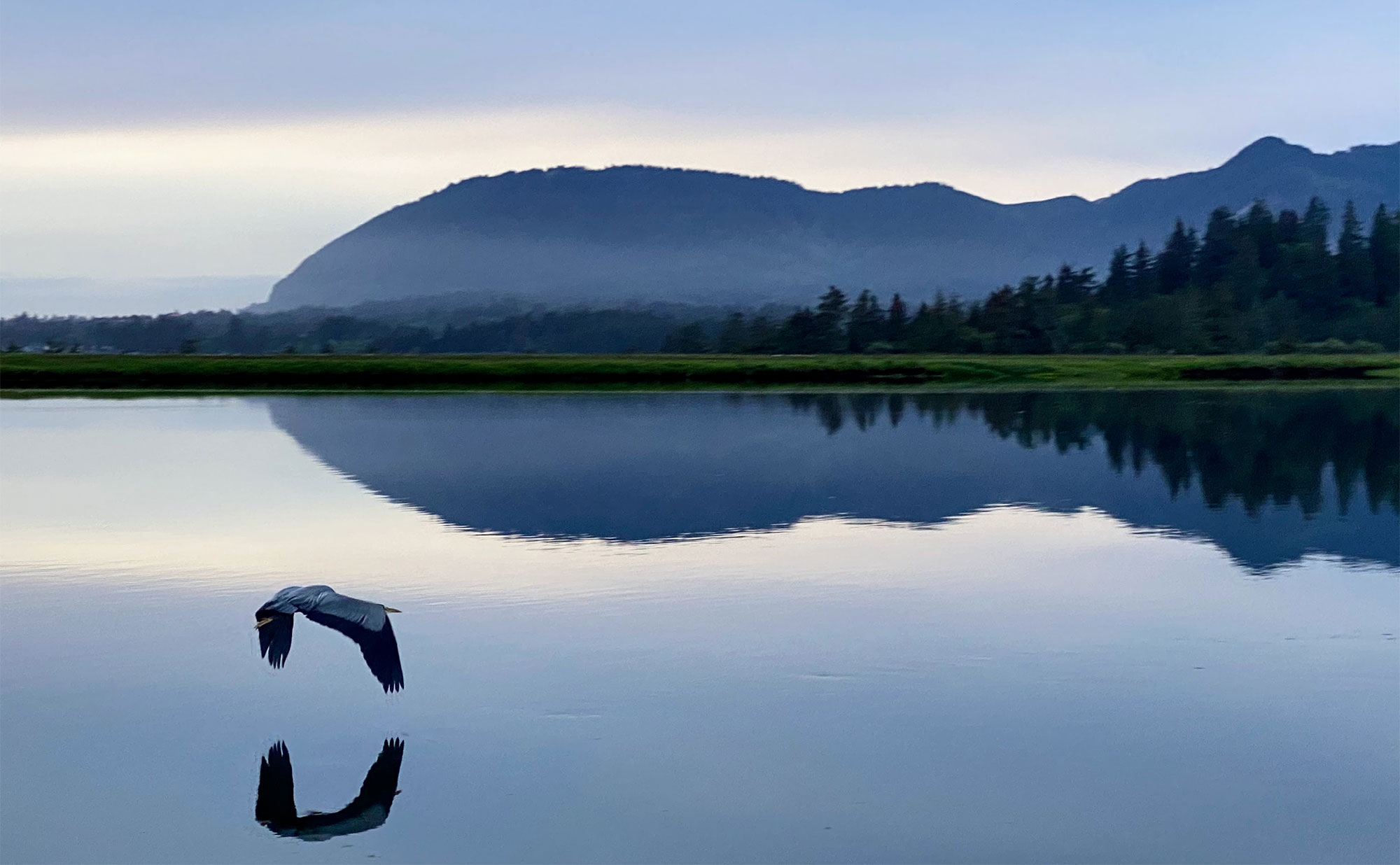 lake heron morning