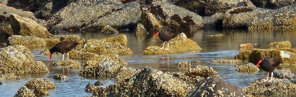 Black Oystercatcher three rocky ocean foraging