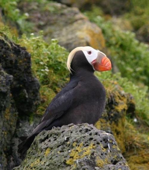 Puffin cCeGUV