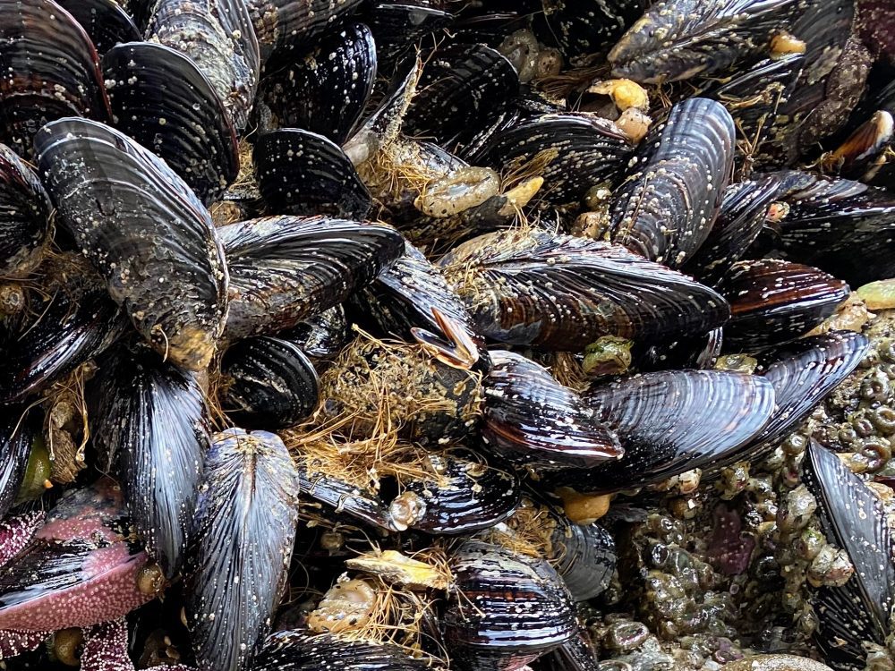 mussels