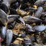 mussels