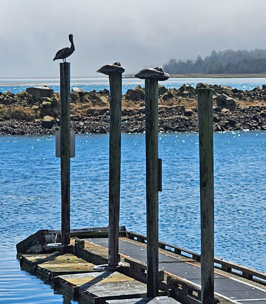 Brown Pelicans dock poles