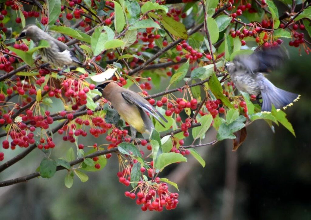 Cedar Waxwings berry leaves