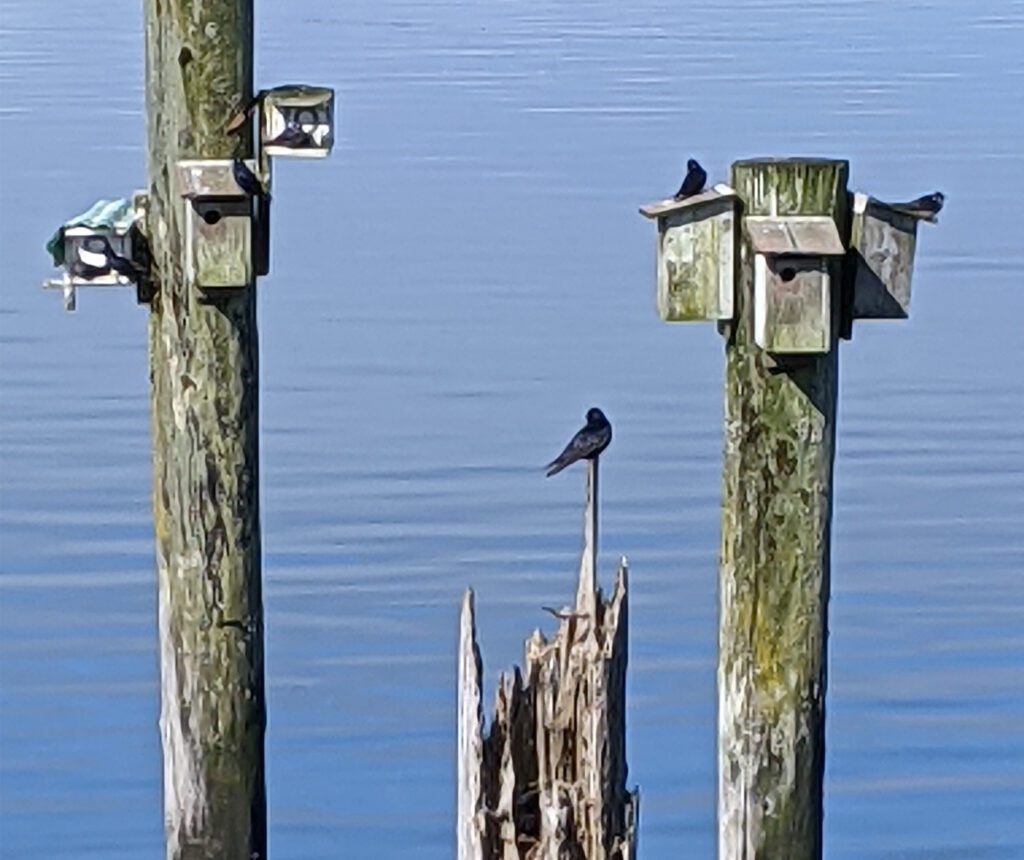 Purple Martins birdhouses over water
