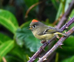 Ruby Crowned Kinglet branch perch