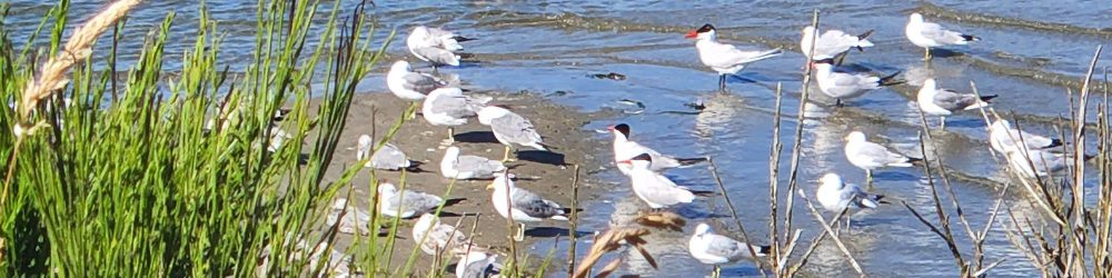 birdwatch coast banner