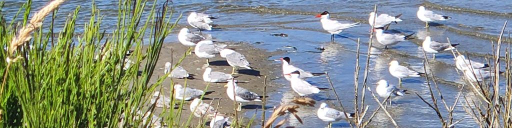 birdwatch coast banner