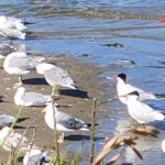 birdwatch coast banner