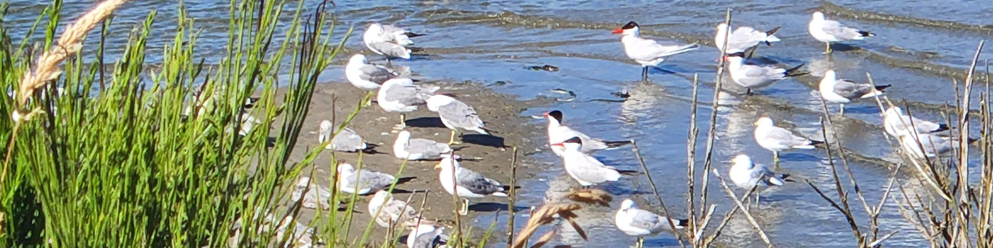 birdwatch coast banner