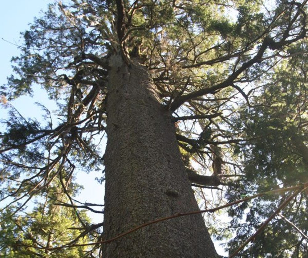Big Spruce by Bob Reed