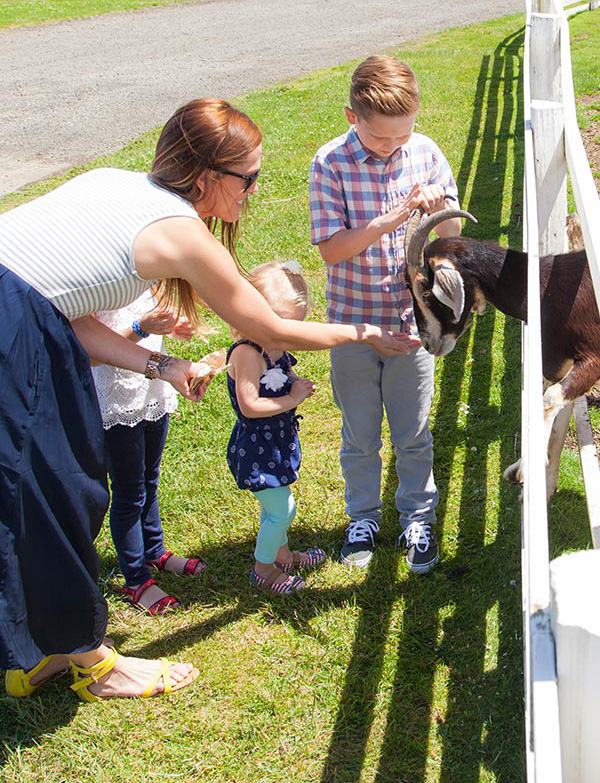 Tillamook Oregon Blue Heron