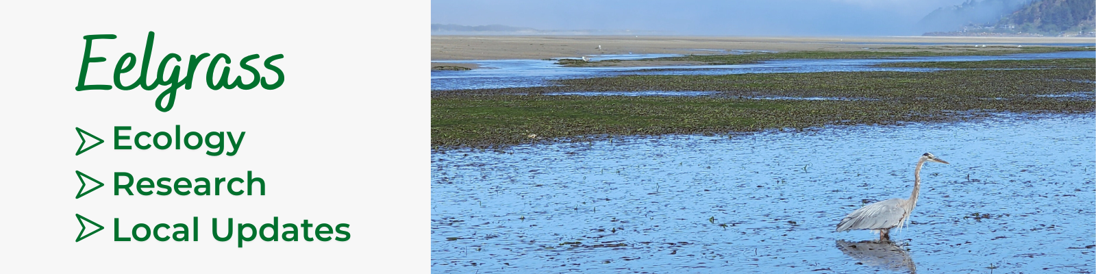 Eventbrite Banner Google Form Eelgrass XfpG0Z