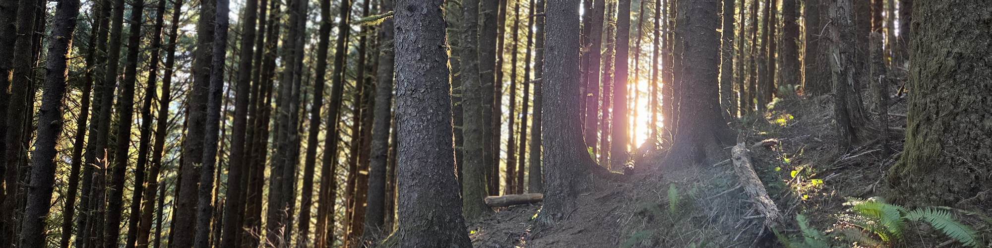 Neahkahnie mountain blog banner