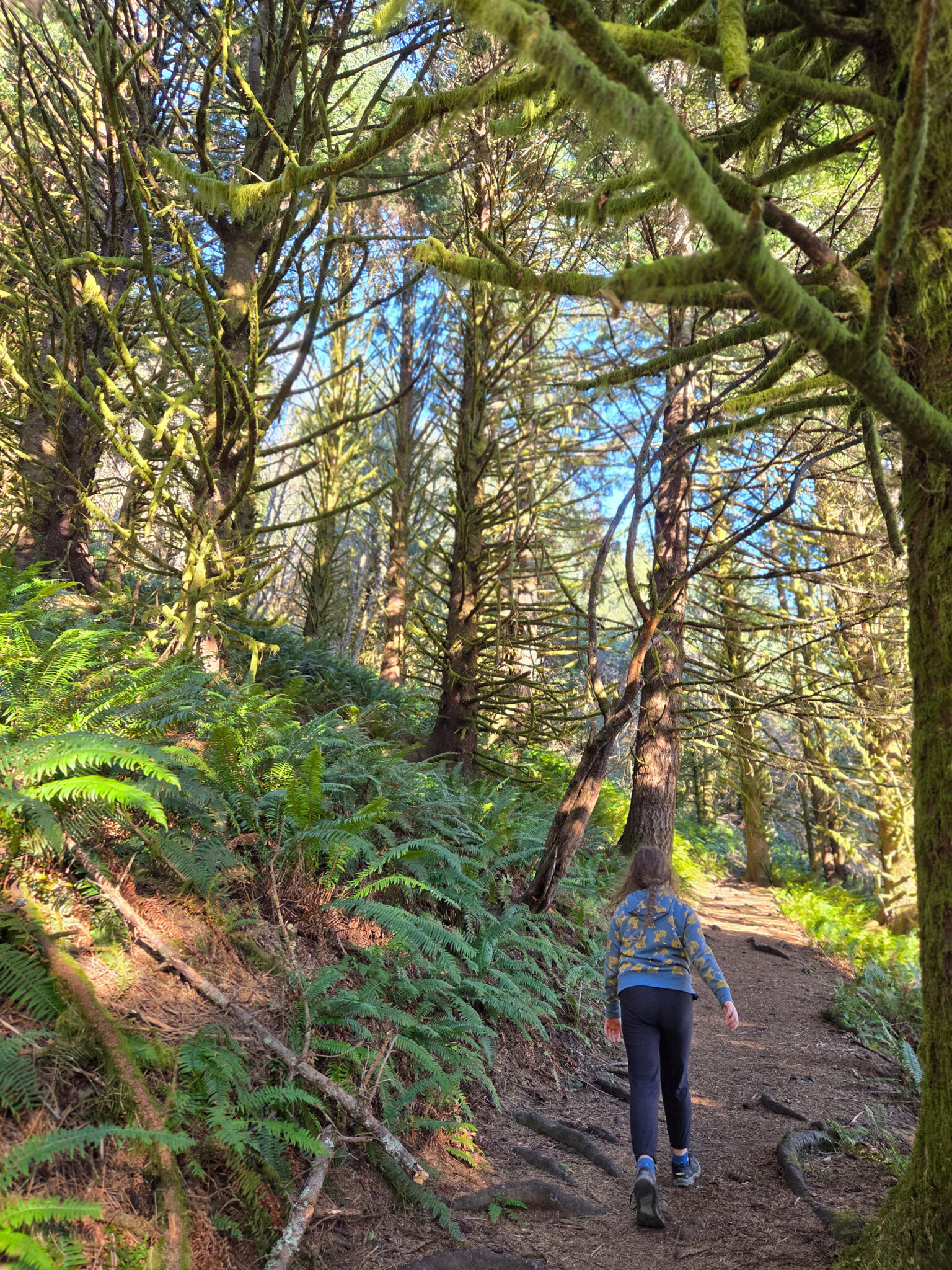 Neahkahnie mountain forest hiking path hiker