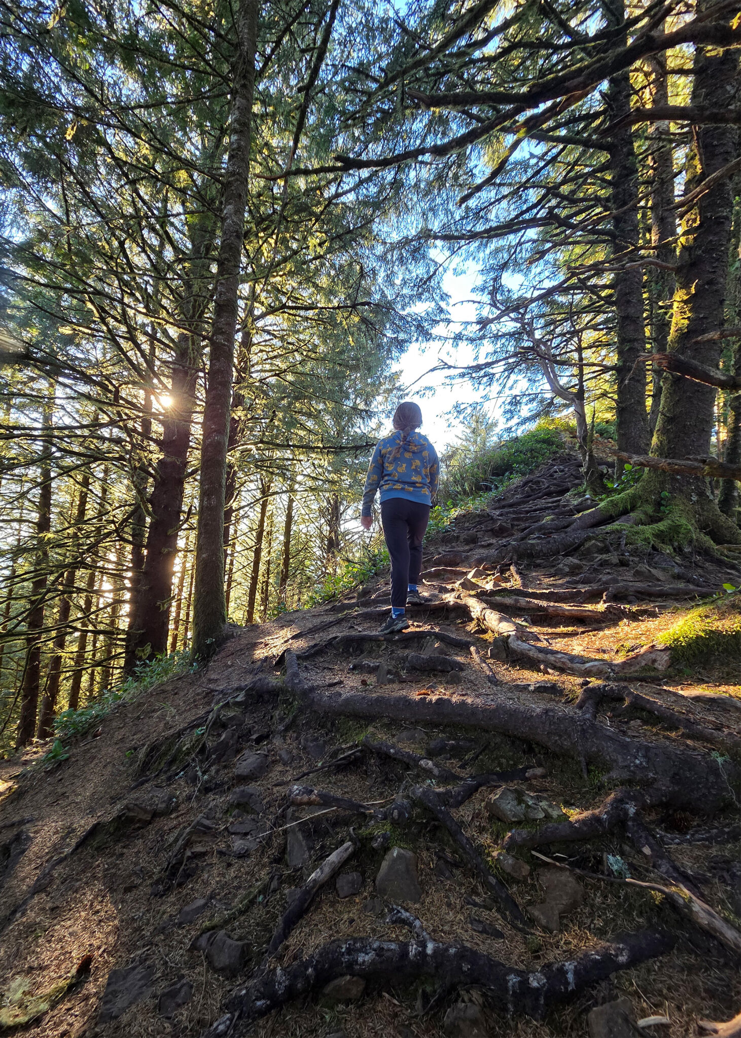 Neahkahnie mountain forest roots hiker