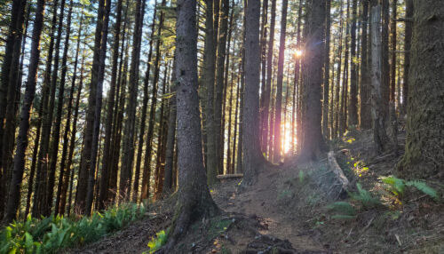 Neahkahnie mountain forest sunlight