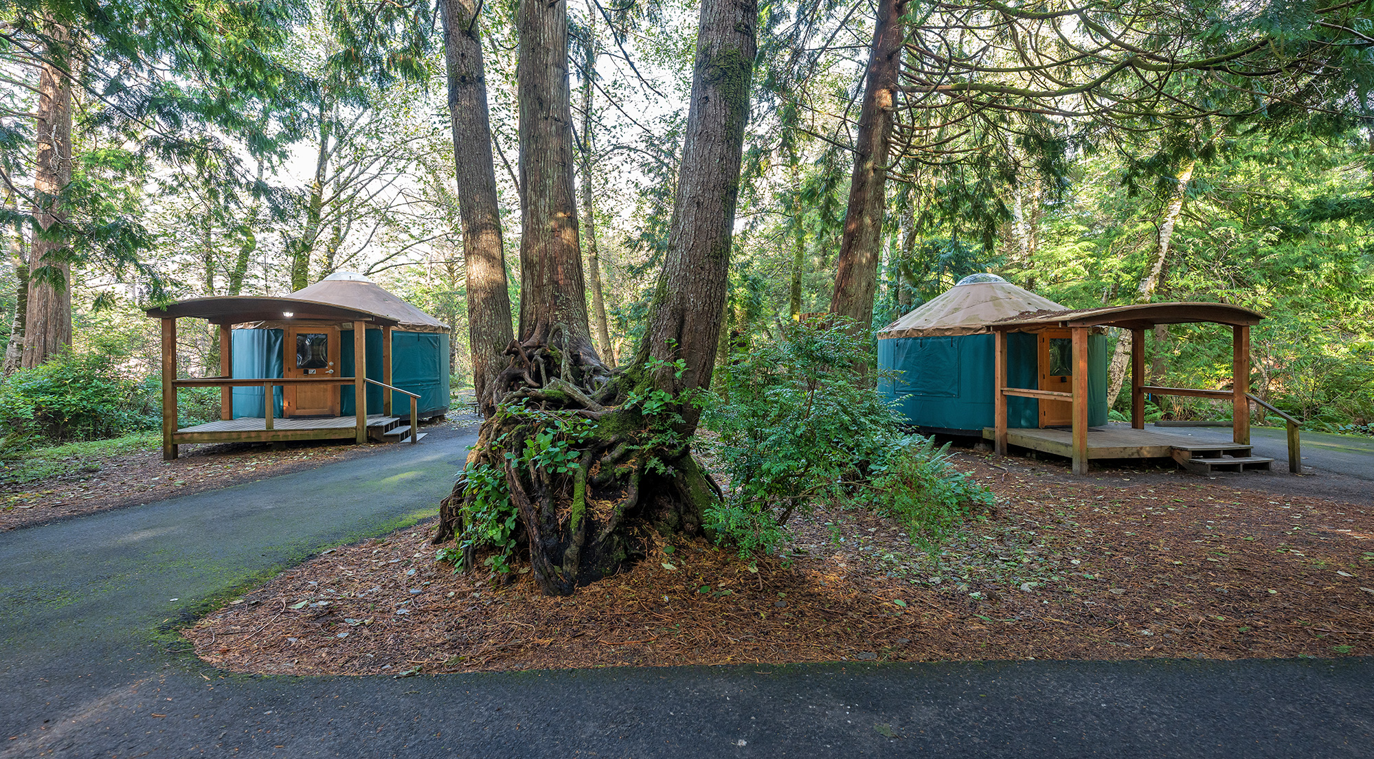 Cape Lookout yurts forest road by Matt Swain