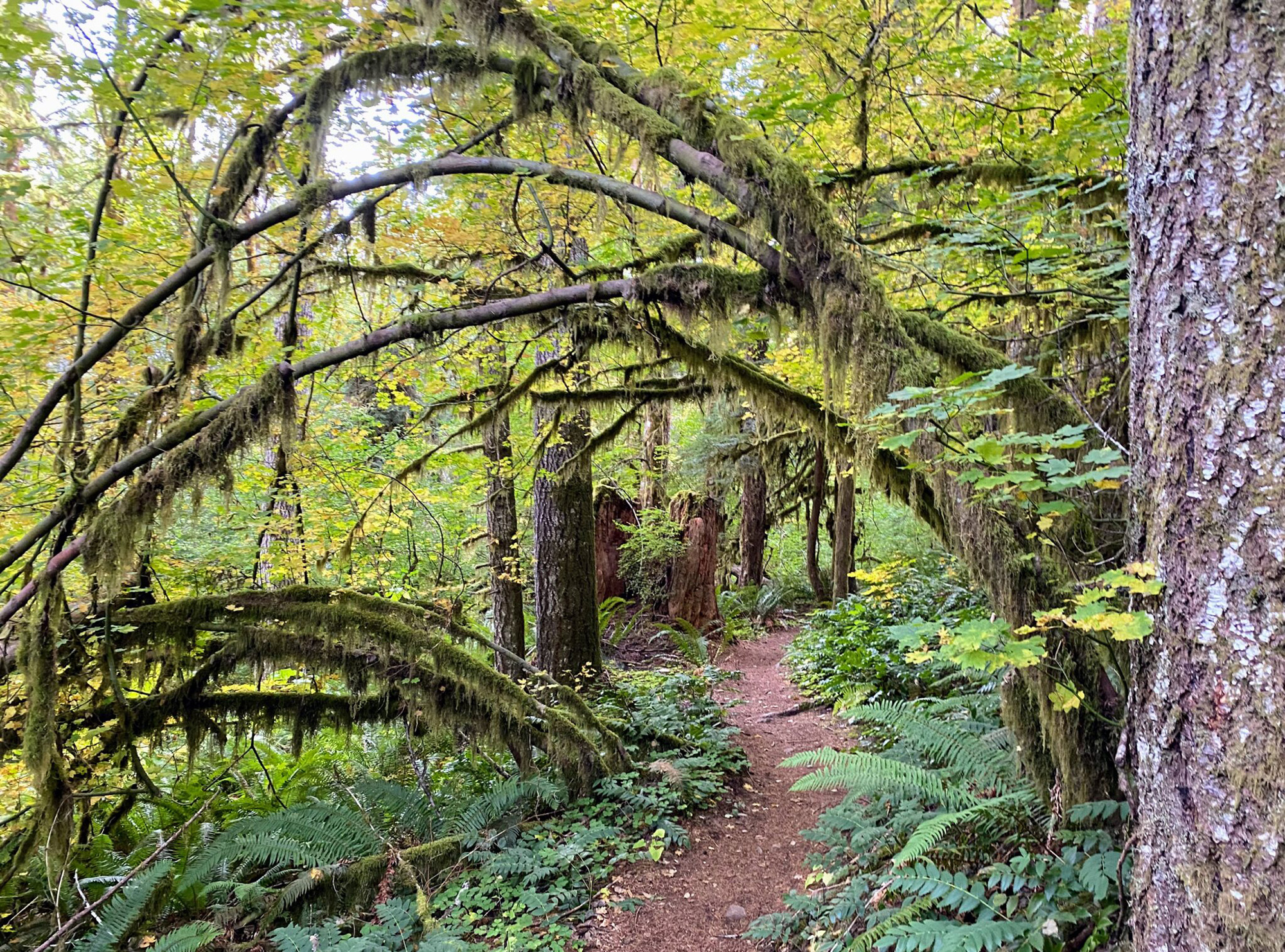 Hiking Trail Tillamook Coast Forest Oregon