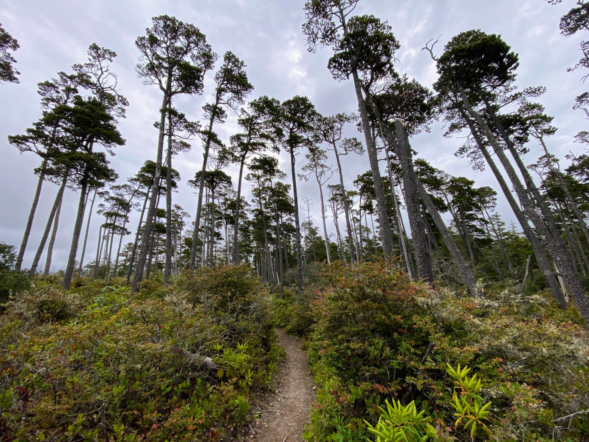 Hiking trail tall trees Tillamook Coast Forest Oregon